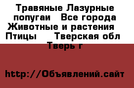 Травяные Лазурные попугаи - Все города Животные и растения » Птицы   . Тверская обл.,Тверь г.